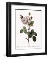 White Moss Rose, Rosa Muscosa Alba-Pierre Joseph Redoute-Framed Giclee Print
