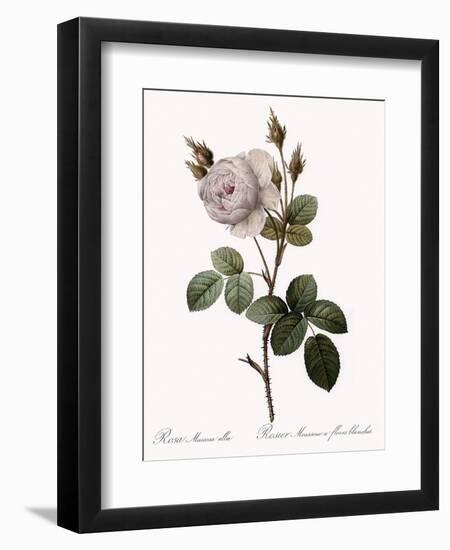 White Moss Rose, Rosa Muscosa Alba-Pierre Joseph Redoute-Framed Giclee Print