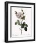 White Moss Rose, Rosa Muscosa Alba-Pierre Joseph Redoute-Framed Giclee Print