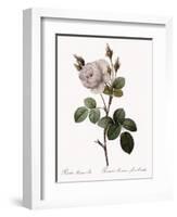 White Moss Rose, Rosa Muscosa Alba-Pierre Joseph Redoute-Framed Giclee Print