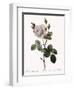 White Moss Rose, Rosa Muscosa Alba-Pierre Joseph Redoute-Framed Giclee Print