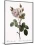 White Moss Rose, Rosa Muscosa Alba-Pierre Joseph Redoute-Mounted Giclee Print