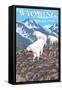 White Mountain Goat Family - Wyoming-Lantern Press-Framed Stretched Canvas