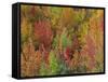 White Mountains Natioinal Forest in Fall, Near North Conway, New Hampshire, USA-Fraser Hall-Framed Stretched Canvas