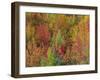 White Mountains Natioinal Forest in Fall, Near North Conway, New Hampshire, USA-Fraser Hall-Framed Photographic Print