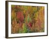 White Mountains Natioinal Forest in Fall, Near North Conway, New Hampshire, USA-Fraser Hall-Framed Photographic Print