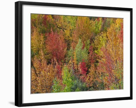 White Mountains Natioinal Forest in Fall, Near North Conway, New Hampshire, USA-Fraser Hall-Framed Photographic Print