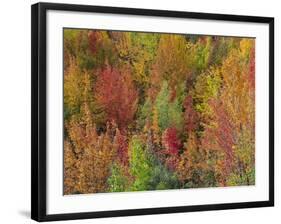 White Mountains Natioinal Forest in Fall, Near North Conway, New Hampshire, USA-Fraser Hall-Framed Photographic Print