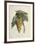 White Muscat Grapes-Pierre Jean Francois Turpin-Framed Giclee Print