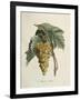 White Muscat Grapes-Pierre Jean Francois Turpin-Framed Giclee Print