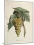 White Muscat Grapes-Pierre Jean Francois Turpin-Mounted Giclee Print