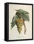White Muscat Grapes-Pierre Jean Francois Turpin-Framed Stretched Canvas