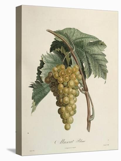 White Muscat Grapes-Pierre Jean Francois Turpin-Stretched Canvas