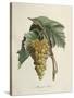 White Muscat Grapes-Pierre Jean Francois Turpin-Stretched Canvas