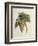 White Muscat Grapes-Pierre Jean Francois Turpin-Framed Giclee Print