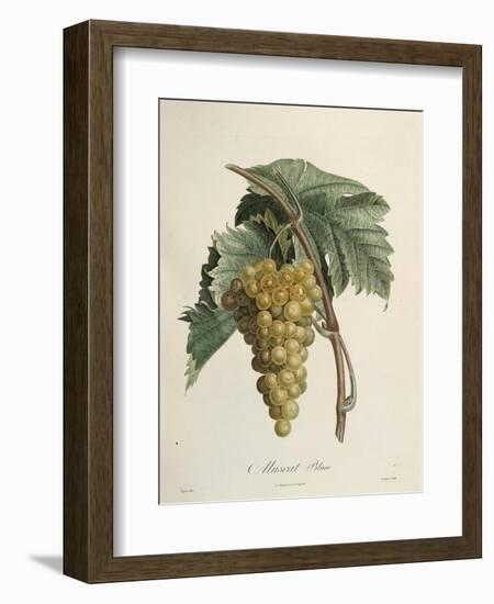 White Muscat Grapes-Pierre Jean Francois Turpin-Framed Giclee Print