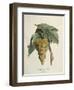 White Muscat Grapes-Pierre Jean Francois Turpin-Framed Giclee Print