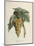 White Muscat Grapes-Pierre Jean Francois Turpin-Mounted Giclee Print