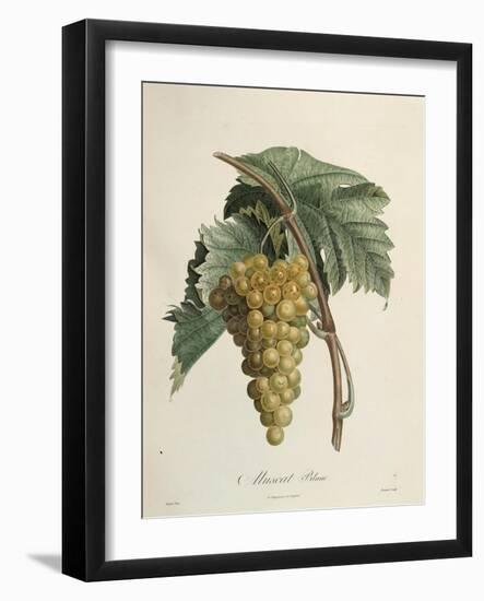 White Muscat Grapes-Pierre Jean Francois Turpin-Framed Giclee Print