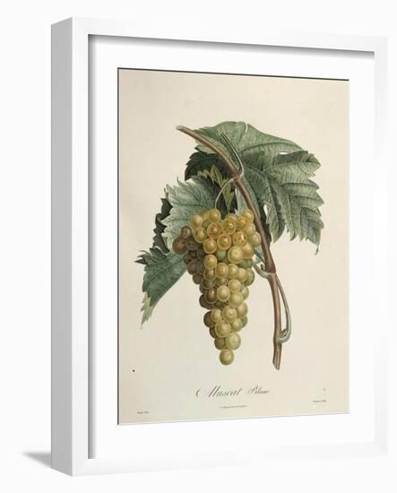 White Muscat Grapes-Pierre Jean Francois Turpin-Framed Giclee Print