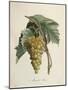 White Muscat Grapes-Pierre Jean Francois Turpin-Mounted Giclee Print