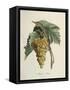 White Muscat Grapes-Pierre Jean Francois Turpin-Framed Stretched Canvas