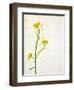 White Mustard, Mustard, Sinapis Alba, Stalk, Blossoms, Yellow-Axel Killian-Framed Photographic Print