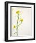 White Mustard, Mustard, Sinapis Alba, Stalk, Blossoms, Yellow-Axel Killian-Framed Photographic Print