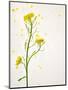 White Mustard, Mustard, Sinapis Alba, Stalk, Blossoms, Yellow-Axel Killian-Mounted Photographic Print