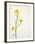 White Mustard, Mustard, Sinapis Alba, Stalk, Blossoms, Yellow-Axel Killian-Framed Photographic Print