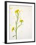 White Mustard, Mustard, Sinapis Alba, Stalk, Blossoms, Yellow-Axel Killian-Framed Photographic Print