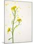 White Mustard, Mustard, Sinapis Alba, Stalk, Blossoms, Yellow-Axel Killian-Mounted Photographic Print