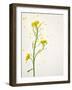 White Mustard, Mustard, Sinapis Alba, Stalk, Blossoms, Yellow-Axel Killian-Framed Photographic Print