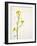 White Mustard, Mustard, Sinapis Alba, Stalk, Blossoms, Yellow-Axel Killian-Framed Photographic Print