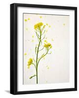 White Mustard, Mustard, Sinapis Alba, Stalk, Blossoms, Yellow-Axel Killian-Framed Photographic Print