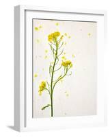 White Mustard, Mustard, Sinapis Alba, Stalk, Blossoms, Yellow-Axel Killian-Framed Photographic Print