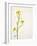 White Mustard, Mustard, Sinapis Alba, Stalk, Blossoms, Yellow-Axel Killian-Framed Photographic Print