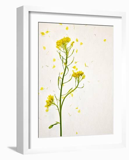 White Mustard, Mustard, Sinapis Alba, Stalk, Blossoms, Yellow-Axel Killian-Framed Photographic Print