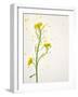 White Mustard, Mustard, Sinapis Alba, Stalk, Blossoms, Yellow-Axel Killian-Framed Photographic Print