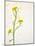 White Mustard, Mustard, Sinapis Alba, Stalk, Blossoms, Yellow-Axel Killian-Mounted Photographic Print