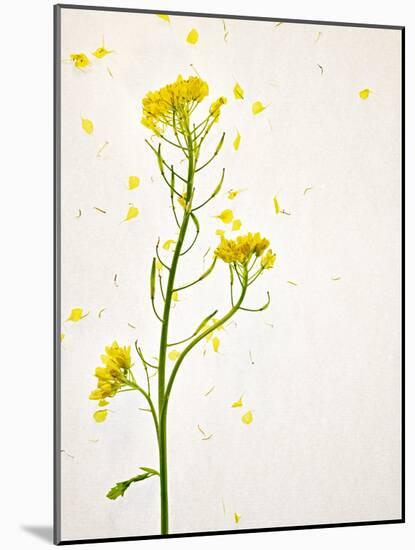 White Mustard, Mustard, Sinapis Alba, Stalk, Blossoms, Yellow-Axel Killian-Mounted Photographic Print