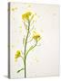 White Mustard, Mustard, Sinapis Alba, Stalk, Blossoms, Yellow-Axel Killian-Stretched Canvas