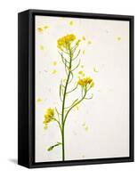 White Mustard, Mustard, Sinapis Alba, Stalk, Blossoms, Yellow-Axel Killian-Framed Stretched Canvas