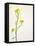 White Mustard, Mustard, Sinapis Alba, Stalk, Blossoms, Yellow-Axel Killian-Framed Stretched Canvas