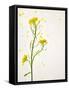 White Mustard, Mustard, Sinapis Alba, Stalk, Blossoms, Yellow-Axel Killian-Framed Stretched Canvas