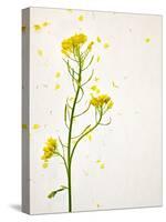 White Mustard, Mustard, Sinapis Alba, Stalk, Blossoms, Yellow-Axel Killian-Stretched Canvas