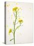 White Mustard, Mustard, Sinapis Alba, Stalk, Blossoms, Yellow-Axel Killian-Stretched Canvas