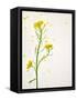 White Mustard, Mustard, Sinapis Alba, Stalk, Blossoms, Yellow-Axel Killian-Framed Stretched Canvas