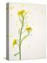 White Mustard, Mustard, Sinapis Alba, Stalk, Blossoms, Yellow-Axel Killian-Stretched Canvas