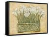 White Narcissus-Eva Misa-Framed Stretched Canvas